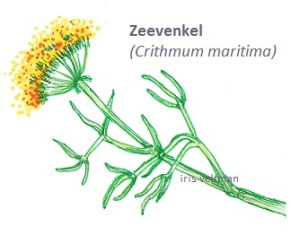 Zeevenkel