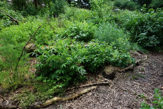 permacultuur tuin haren border