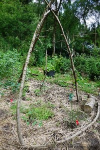 permacultuur tuin haren border2