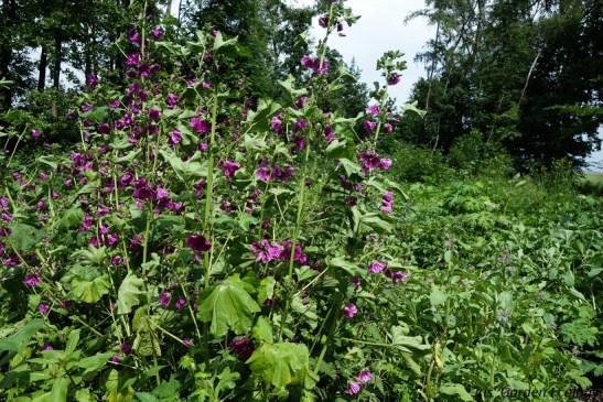 rubens garden border