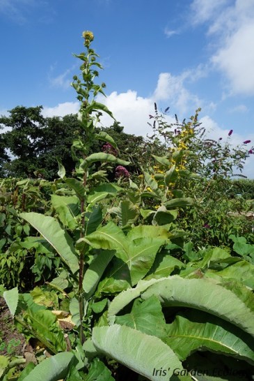 De Griekse alant met de zachte bladeren.
