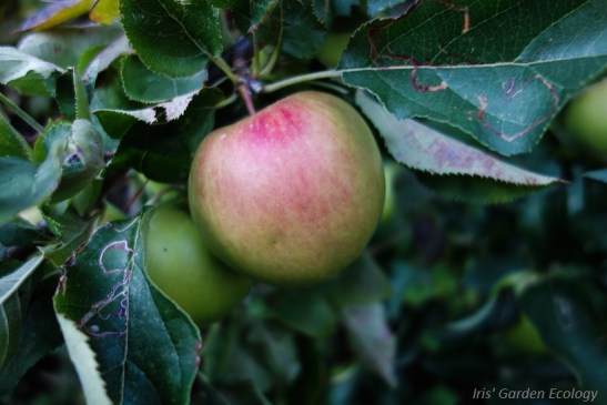 loopt je kind ineens met een appel voorbij