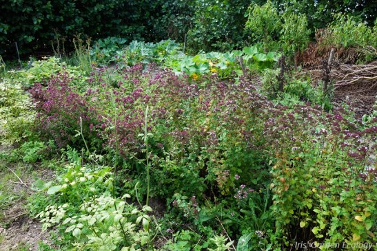 Het 'kruidentuintje', stiekem verstopt tussen alle hoge bloemen.
