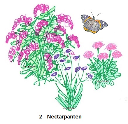 Nectarplanten voor de algemene soorten en zuiplappen onder de vlinders.