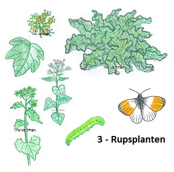 Waardplanten, planten voor rupsen.