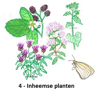 Inheemse planten voor de meer kieskeurige vlinder (en rups).