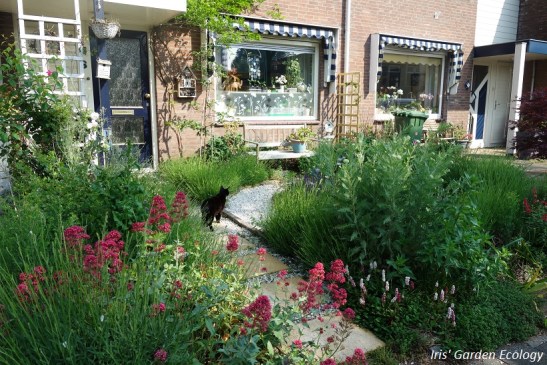 Mijn voortuin van het voorjaar - voordat de teunisbloemen ontploften, alles wordt bij mij standaard groter dan gewoonlijk.