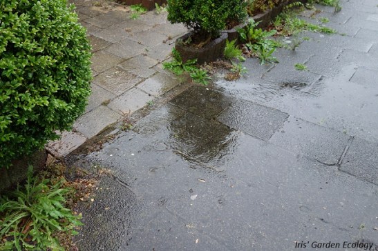 Dat is al heel anders bij de buren.