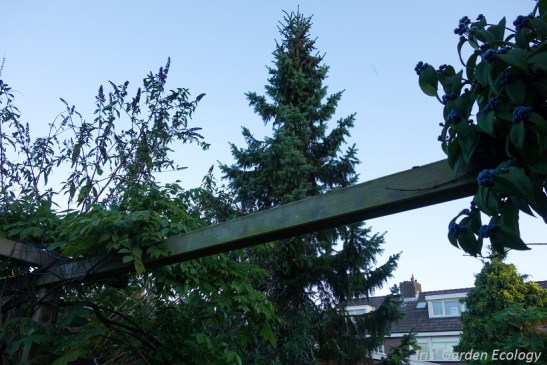 Mijn sparreboompje ;-)