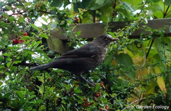 gotcha-merel-in-de-vuurdoorn-is-bessen-aan-het-snoepen