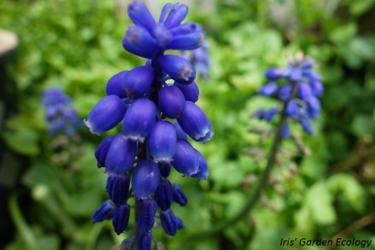 muscari-blauw-druifje-bloembollen-bijen