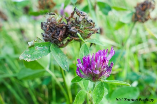 Rode klaver mulch stikstof mulchen