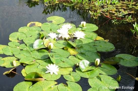 Waterlelie waterplanten mulchen mulch tuin