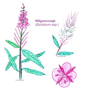 wilgenroosje onkruid mulch