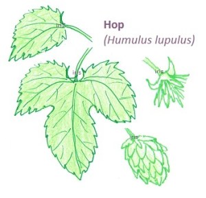 hop