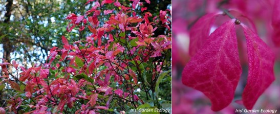 Wilde kardinaalsmuts (Euonymus europeus) - Kardinaalsmuts (E. alatus)
