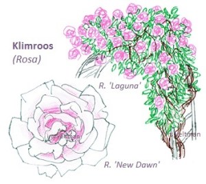 roos-klimroos-new-dawn