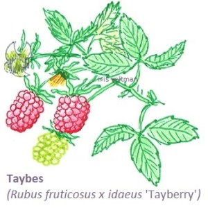 tayberry