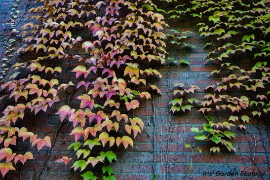wilde-wingerd-parthenocissus-tricuspidata