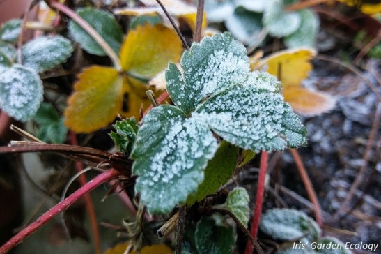 aardbeiblad-vorst-rijp