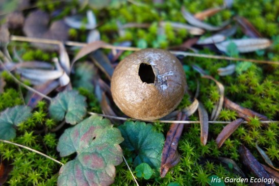 landschapje-1-stuifzwam