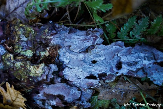 Het lijken wel rotsen!