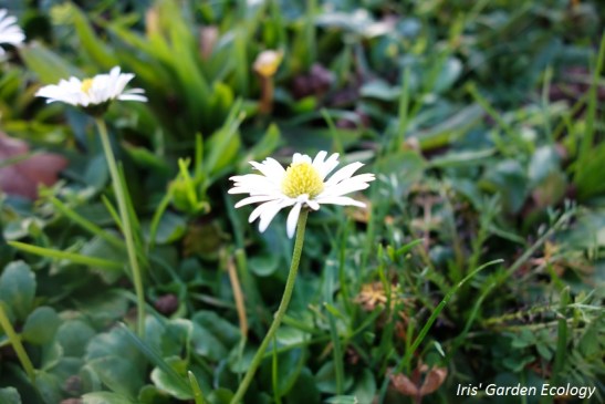 Een mini-bloementuintje. Wat een hoop verschillende plantjes eigenlijk!