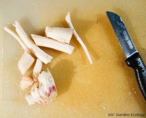 teunisbloem-wortel-geschild