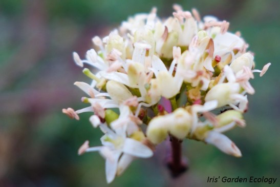 voornemens-nieuwe-jaar-tuin