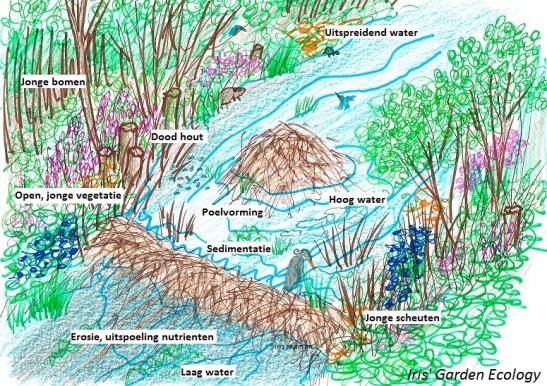 bevers-ecosystem-engineers-effect-op-omgeving2