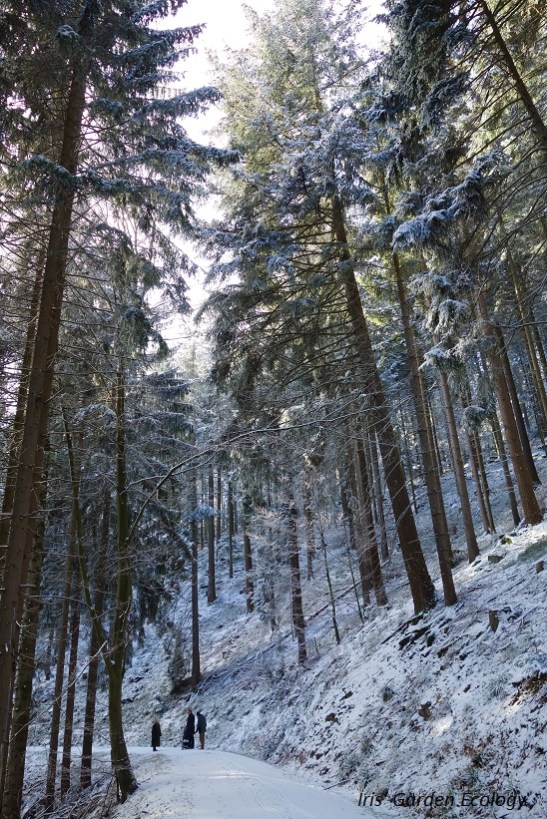 hoe-hoog-de-bomen-eigenlijk-zijn