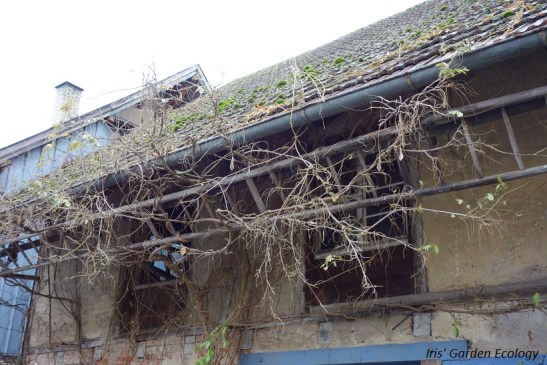 ladder-als-plantenklimrek