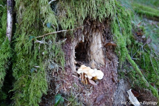 huisje-boompje-paddenstoel