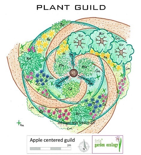 plant-guild-apple-appel-gilde-permacultuur-companion-border
