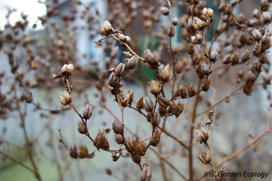 sint-janskruid-zaadhoofdjes