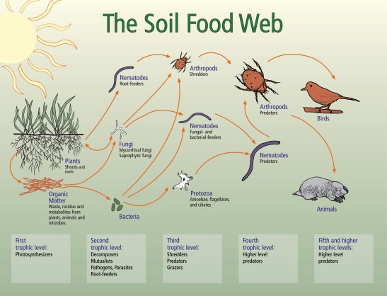 the-soil-food-web-usda