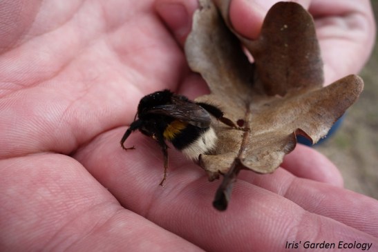 hommel-blad-hand