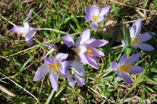 hommel-op-de-krokussen