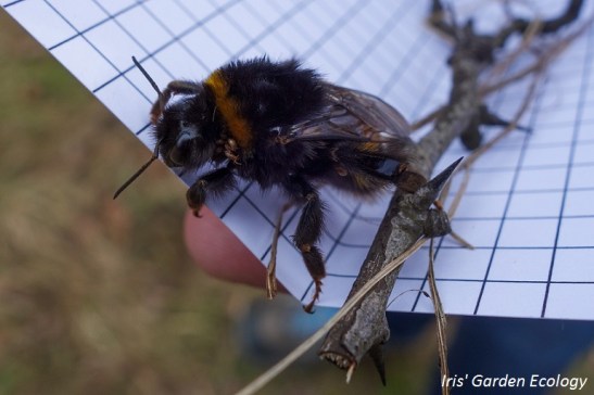 hommel-papiertje-mijten