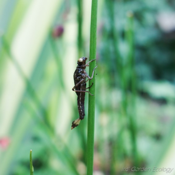 juffer waterjuffer larve uitsluipen vijver