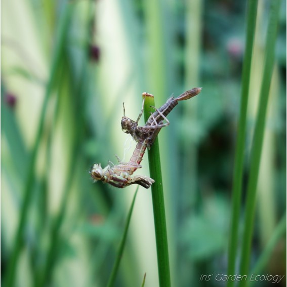 juffer waterjuffer larve uitsluipen vijver