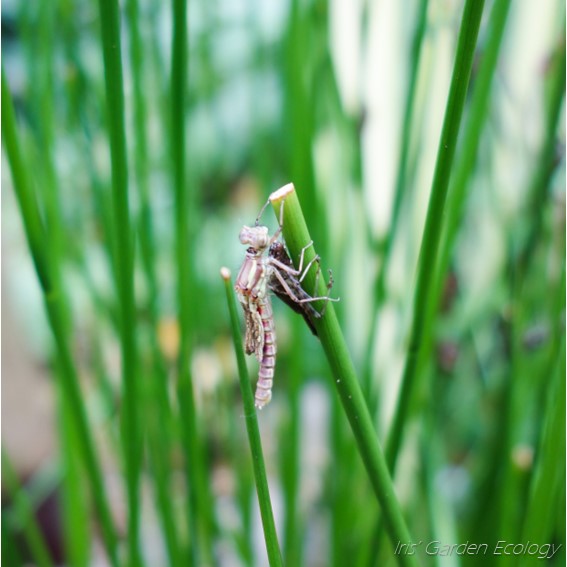 juffer waterjuffer larve uitsluipen vijver