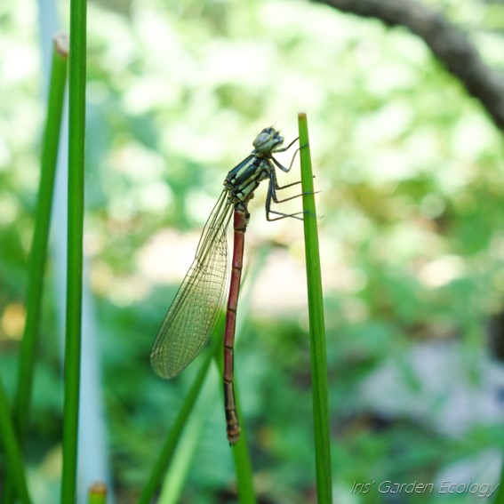 juffer waterjuffer larve uitsluipen vijver