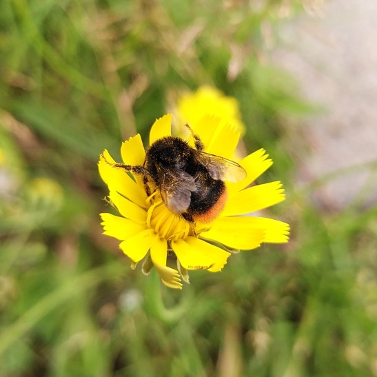 Wat onkruid je vertelt over je tuin (en hoe je ermee&nbsp;ontwerpt)