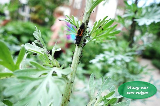 Vraag van een volger: “Hoe krijg ik bladluizen op een natuurvriendelijke manier&nbsp;weg?”