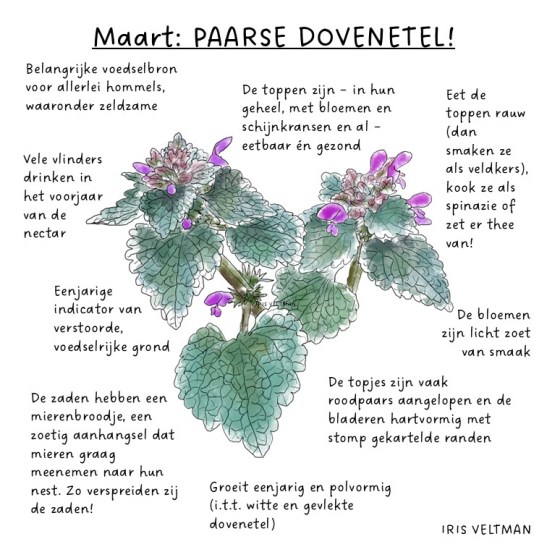 Onkruid? Echt niet! 3 voorjaars-‘onkruiden’ voor de insecten, voor je tuin én voor op je&nbsp;bord!