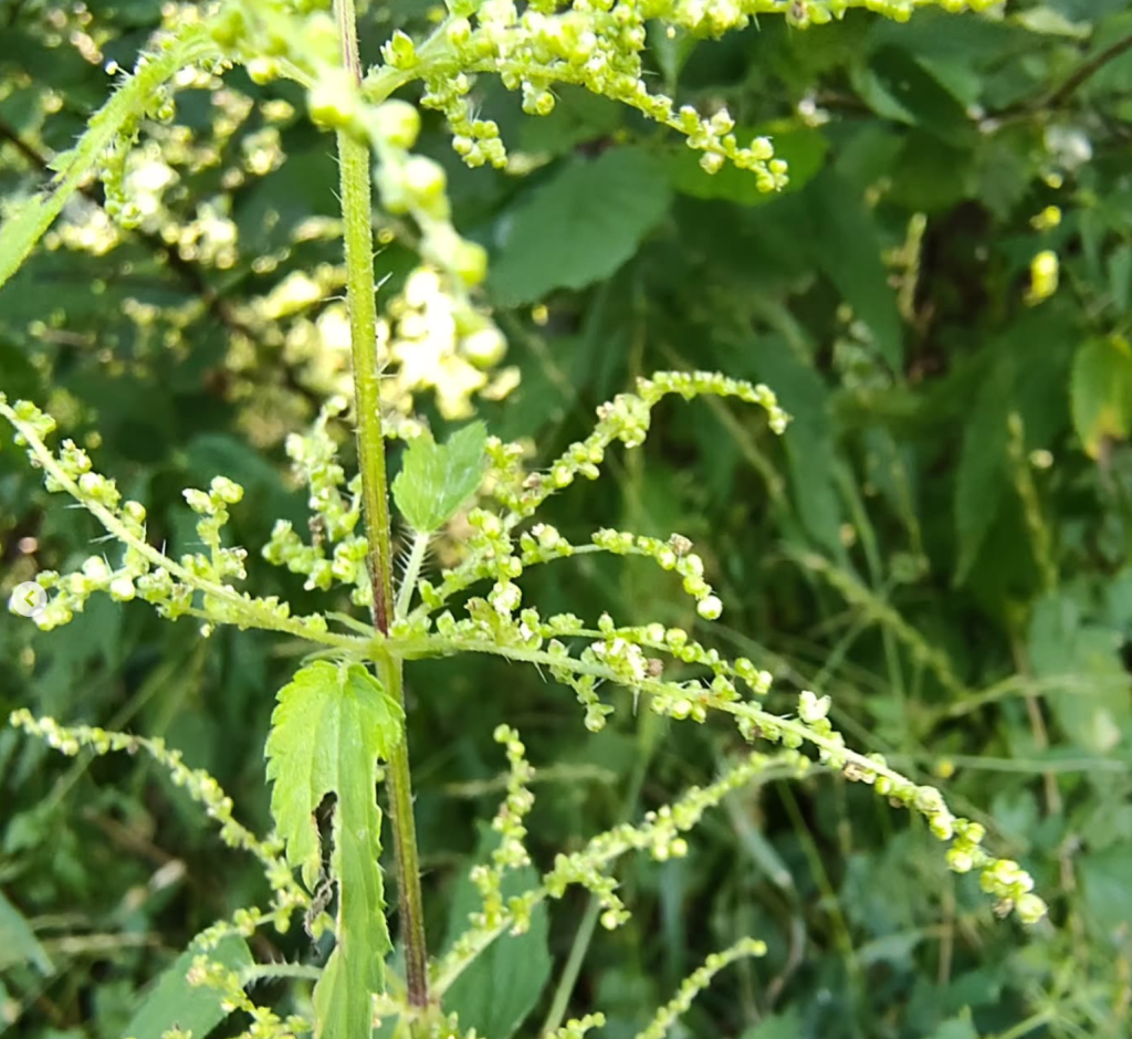 mannelijke bloemen grote brandnetel