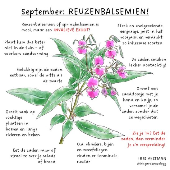 Eetbare wilde (na)zomerplanten – ook nog te oogsten in&nbsp;september
